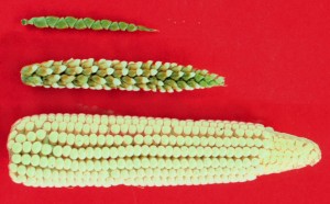 maize-teosinte